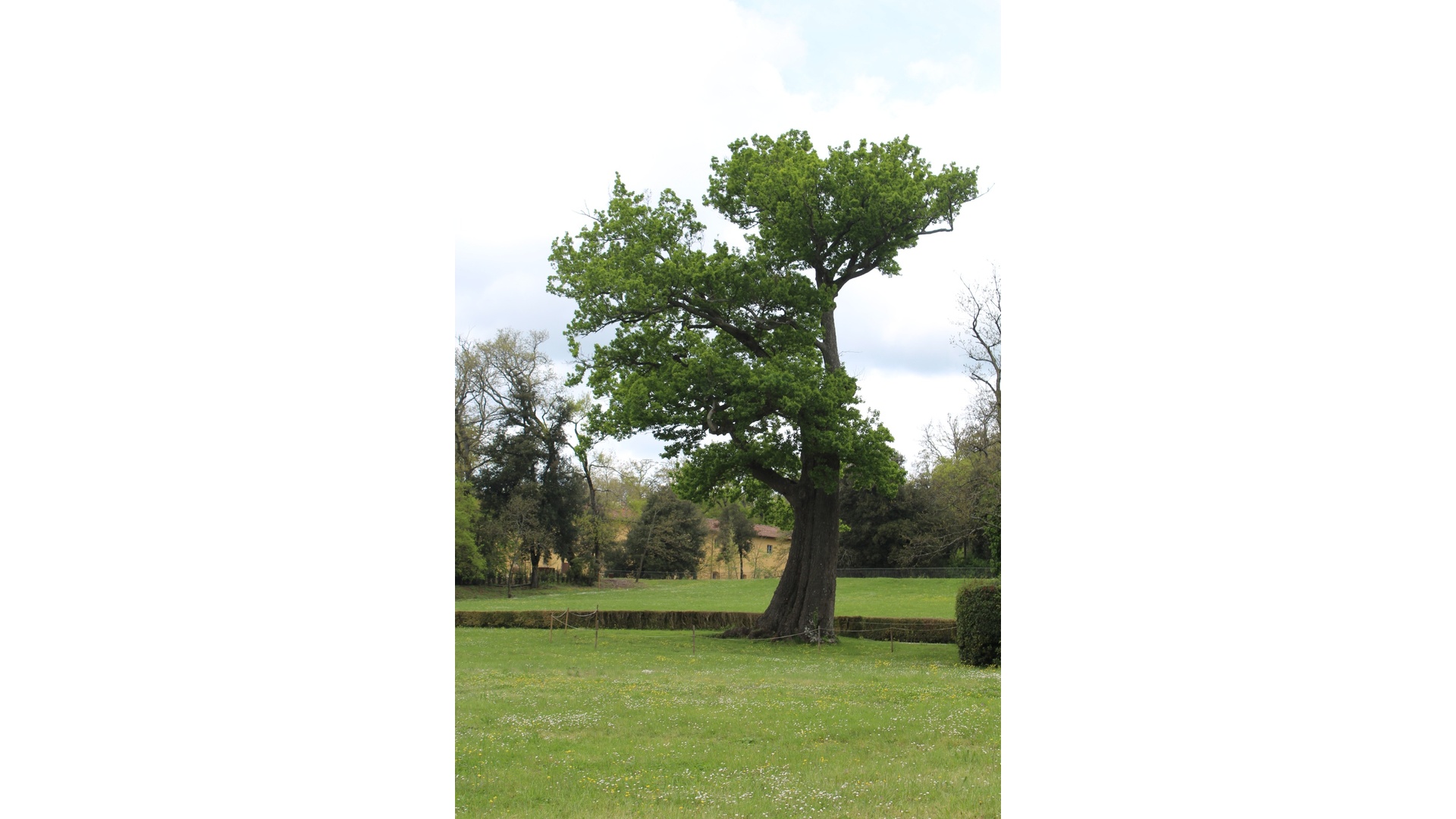 Quercus Robur antico