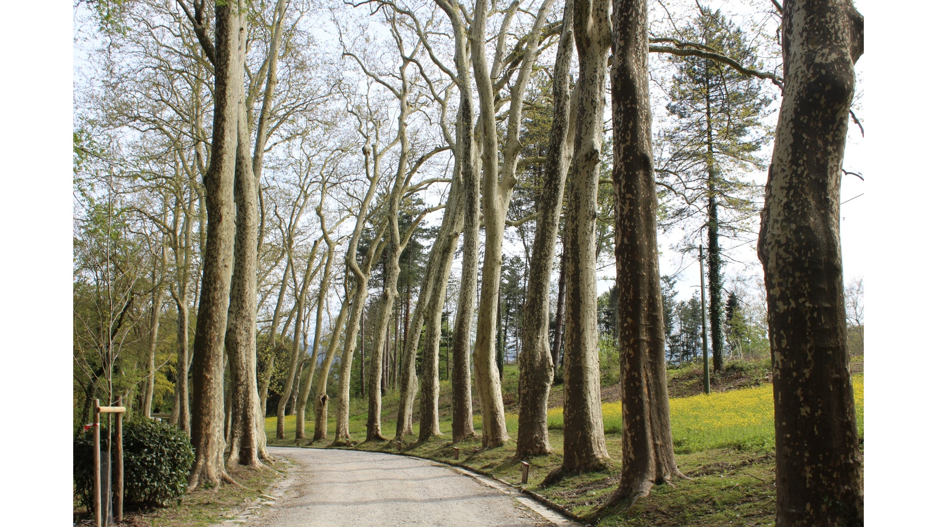 Viale di Platanus acerifolia