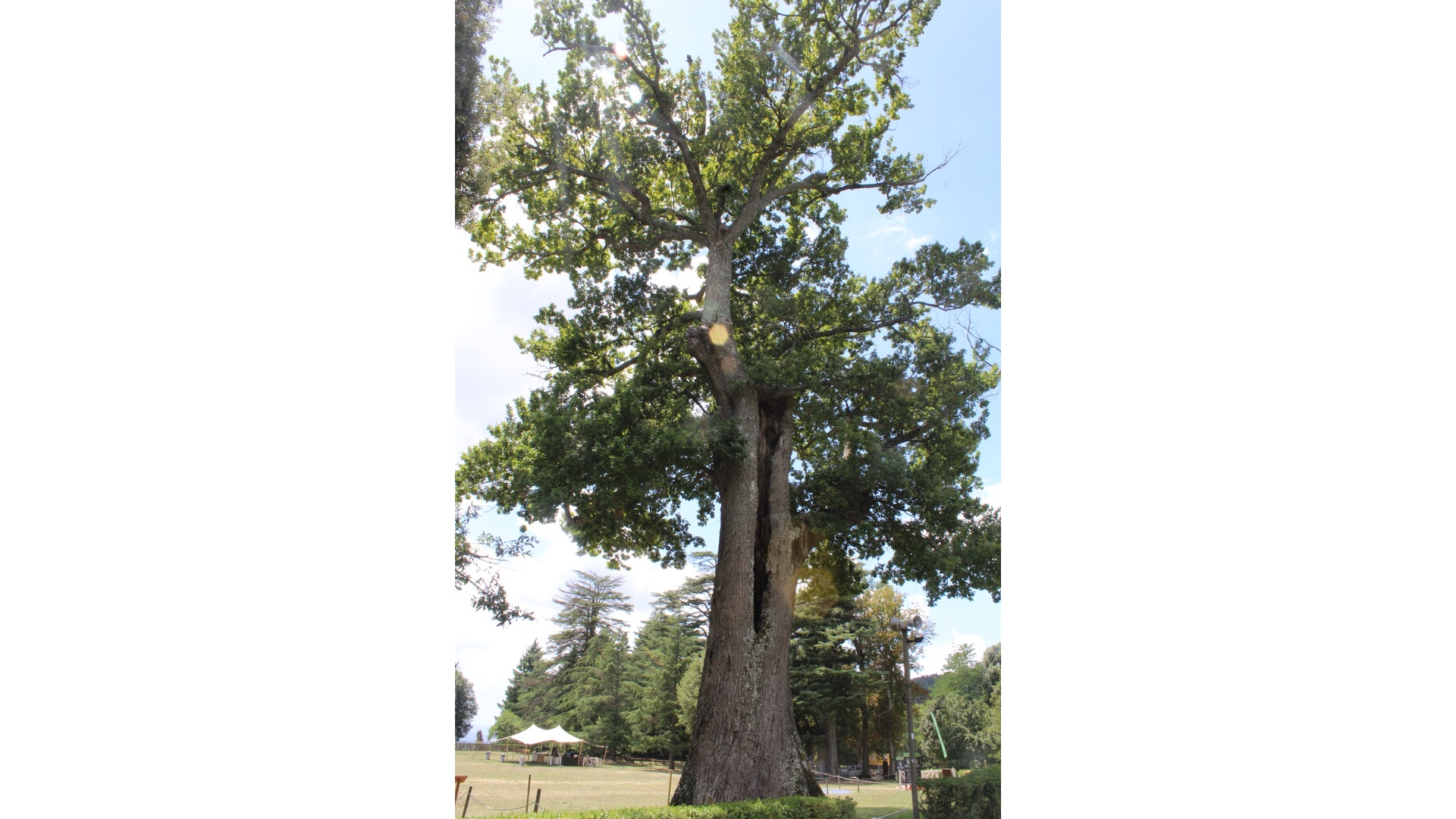 Cavità e rami caduti