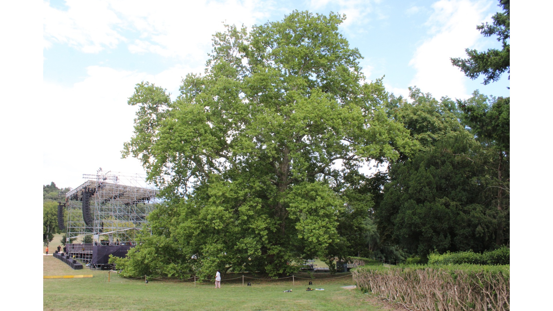 Platanus acerifolia gigante