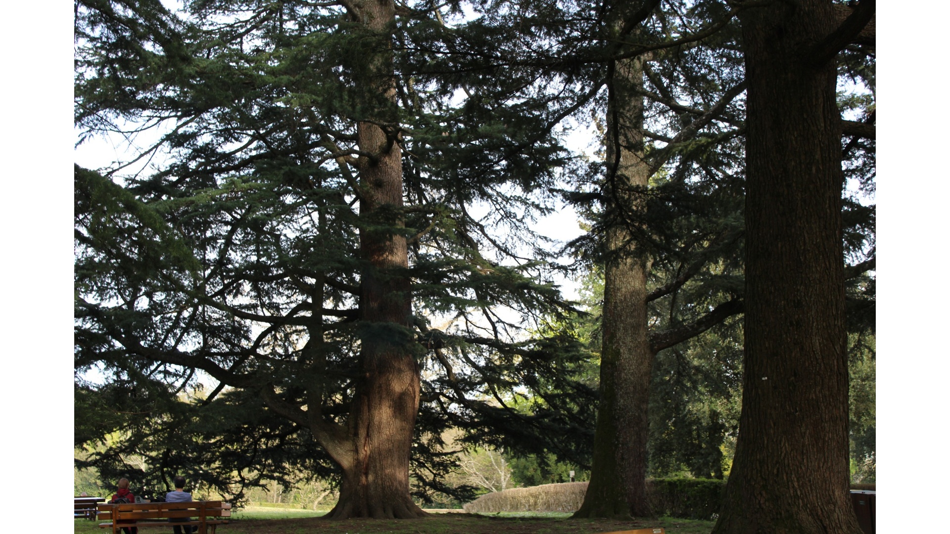Cedrus deodara
